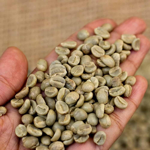 เมล็ดกาแฟโรบัสต้าสีเขียวคุณภาพสูง พร้อมส่ง ขายส่ง ปริมาณมาก คุณภาพพรีเมียม สำหรับส่งออก - Product Image 4