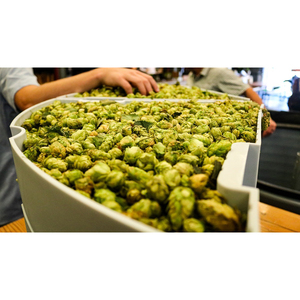 Houblon cru, matière première agricole de provenance professionnelle, de qualité supérieure et aux caractéristiques de récolte fraîche - Product Image 5