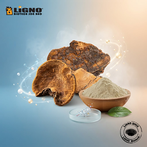 Poudre de Phellinus Linteus séchée à froid certifiée biologique, halal/casher LiGNO SH02, qualité alimentaire, spectre complet, vitalité et bien-être - Product Image 1