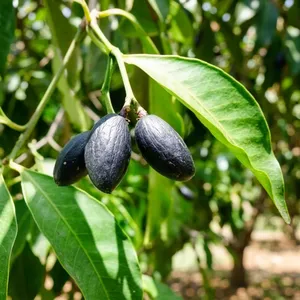 Huile Essentielle de Résine d'Éméli (Gomme) de Qualité Supérieure – Fournisseur en Gros d'Huile Essentielle d'Éméli de Qualité Supérieure d'un Exportateur Indien - Product Image 1