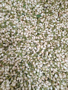 Botones de Jazmín Secos de Alta Calidad de Fábrica Vietnamita, Flor de Té Natural, Exportación a Granel - Product Image 4