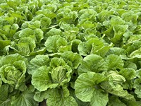Grandes quantités de légumes verts de qualité supérieure : Radis, Épinards frais, Chou à tige verte