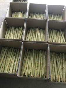 Vietnam Sugarcane Frozen & Packed Bulk Supply & Fast Delivery - Product Image 2