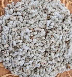 Farine de coton pour l'alimentation des poissons, des chevaux et des bovins - Product Image 1