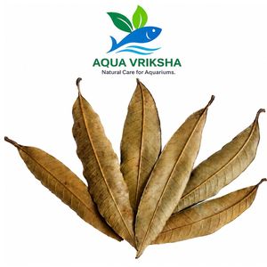 AQUA VRIKSHA Hojas de Mango Secas Naturales para Acuarios, Peceras de Betta, Peceras de Camarones y Acuapaisajismo |   Menos de 10 cm | Paquete de 20 - Product Image 5