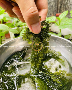 Vente en gros Style japonais Raisins de mer séchés Umibudo Algues déshydratées Superaliment Exportateur OEM Emballage fabriqué au Vietnam - Product Image 3