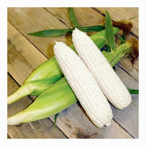 Maíz Amarillo Seco de Grado 2, Maíz Blanco, Sin GMO, Apto para Consumo Humano y Alimentación Animal - Product Image 4