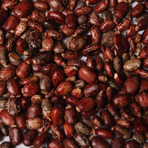 Graines de ricin sèches soigneusement sélectionnées, 100% pures et brutes, emballées en vrac dans des sacs tissés pour les importateurs de semences agricoles - Product Image 2
