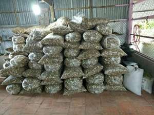 Cítricos frescos de Lima verde sin semillas de Vietnam estándar de exportación marca Viet Delta Grado 1 - Product Image 5