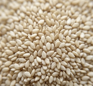 Graines de sésame naturelles non décortiquées, qualité export |   Graines de sésame de qualité alimentaire pour la torréfaction, en vrac, provenant du Gujarat, Inde - Product Image 3