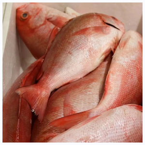Pescado de Dátil Rojo Congelado de Primera Calidad, Congelado Individualmente, Pescado de Dátil Rojo de Alta Calidad - Product Image 2