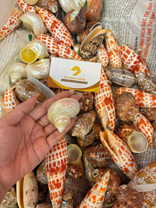 เปลือกหอยมิตราขนาดใหญ่จากธรรมชาติ ขายส่งจำนวนมาก สำหรับตกแต่งบ้าน ของสะสม และของตกแต่งธีมมหาสมุทร - Product Image 5