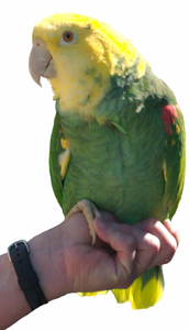 Yellow-Headed Amazon Parrot Live <b>Birds</b> for Aviculture Breeding Ornamental <b>Aviaries</b> and Wholesale Supply - Product Image 3
