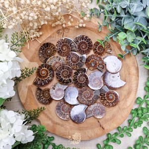 Lote al por mayor de conchas sueltas de amonita de Madagascar, piedra preciosa natural en forma de espiral para cambiar una vida - Product Image 1