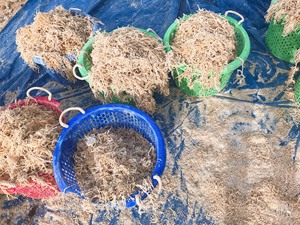 Vente en gros de mousse de mer dorée séchée de qualité supérieure, mousse irlandaise de Sainte-Lucie en vrac, Eucheuma Cottonii aromatisé, Nori, Lotus bleu - Product Image 6