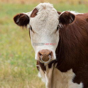 SIGAL MEDCO SM-VT-0404 Veterinary Bull <b>Nose</b> <b>Ring</b> Stainless Steel Heavy Duty Automatic Locking CE Certified Livestock <b>Nose</b> <b>Ring</b> - Product Image 4