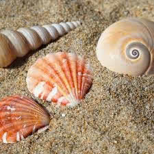 Moldes para Velas de Concha Marina, Concha con Boca Abierta, Decoración de Playa de Resina - Product Image 5