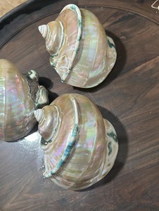 Coquilles d'ormeaux naturelles brutes polies irisées pour la décoration intérieure, artisanat et matériaux d'art DIY - Product Image 6