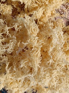 99 Gold Data Company's Premium Raw Organic Laver Sea Moss Superfood Organic Ocean Harvest for Immunity Support Processus de séchage à l'air - Product Image 3