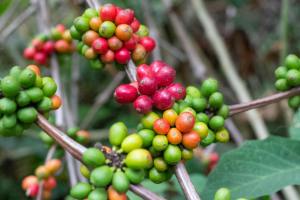 Wholesale Vietnam Robusta Green <b>Coffee</b> Beans Natural Sun Dried Strong Body Bulk Supply for Roasters and <b>Distributors</b> - Product Image 4