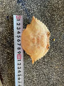 Carcasas de Cangrejo Secas Naturales, Decoración para Mesa de Bodas y Fiestas, Duraderas y Limpias, Viet D.E.L.T.A Co. Ltd, 2 Años de Duración, Binh Thuan - Product Image 4