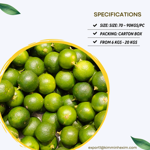 Calamansi frais de haute qualité _ Fournisseur d'exportation fiable pour les importateurs - Product Image 3