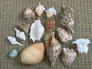 Turbo Shell Natural Seashell para portavelas y artesanía de arte marino, carcasa decorativa de alta calidad de Vietnam - Product Image 5