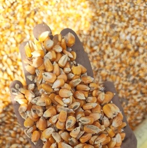 Semillas de Maíz Amarillo Convencional de Alto Contenido Proteico, las Más Vendidas, para Alimentación de Caballos, Ganado y Cerdos, Grado A, de Exportador Indio a Bajo Precio - Product Image 2