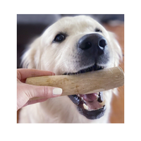 Bâton à mâcher pour chien en bois de Java de qualité supérieure, sûr pour les animaux de compagnie, prêt à l'exportation, fournisseur du Vietnam avec emballage en boîte cartonnée