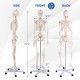 Modello di Scheletro a Grandezza Naturale per Lezioni di Scienze Mediche Scolastiche per Studi di Anatomia Umana - Product Image 5