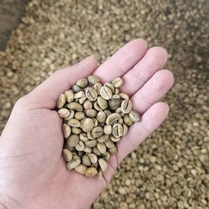 Granos de Café Robusta Crudos de Fábrica en Vietnam – Suministro a Granel y Empaque Personalizado con Marca, Baja Tasa de Defectos, Precio de Fábrica - Product Image 6