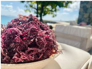 Mousse marine violette naturelle du Vietnam - Product Image 4