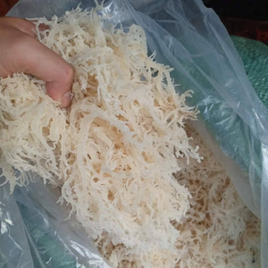 Mousse de mer blanche sans arêtes de haute qualité, Eucheuma Cottonii séchée au soleil, jaune doré, épaississant en vrac pour l'alimentation - Product Image 3