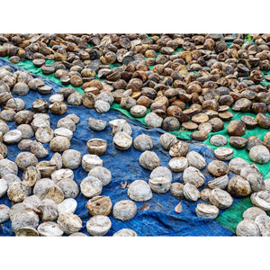 Boulets de caoutchouc de haute qualité en vrac disponibles pour les usines de caoutchouc et les marchés d'exportation - Product Image 1