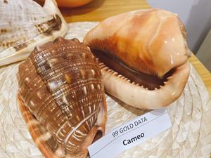 Concha de Fusinus Colus de Vietnam para Artesanías con Conchas Marinas, Pulida por Fuera y por Dentro, Lista para Enviar 99GD - Product Image 3