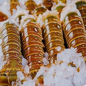 ราคาขายส่งหางกุ้งล็อบสเตอร์แช่แข็งสำหรับผู้จัดจำหน่ายอาหารทะเล ร้านอาหาร ซื้อหางกุ้งล็อบสเตอร์สำหรับร้านอาหารอาหารทะเล - Product Image 5