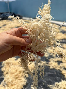 Usine exportation or wildcraft mousse de mer/mousse de mer crue en gros/Eucheuma cottonii algues bon prix de haute qualité 2024 - Product Image 2