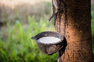 Caoutchouc naturel en latex de couleur blanche, fournisseur en gros de haute qualité pour les applications médicales, industrielles et de fabrication de jouets - Product Image 3