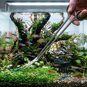 Tijeras Curvas para Acuario de 10 Pulgadas de Largo, Herramienta de Acero Inoxidable para Acuarios, Venta al Por Mayor - Product Image 1
