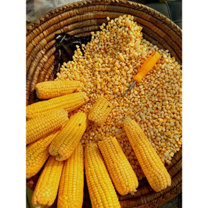 Aliments pour animaux de qualité supérieure, maïs fourrager en gros, qualité supérieure, export en vrac, stock prêt à l'emploi, fabricant - Product Image 5