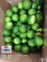 Vietnamese verse groene pitloze limoen – exportklaar, sappig, perfect voor retailketens
