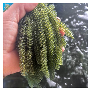 สาหร่ายสีเขียวองุ่นทะเลสดสาหร่ายคาเวียร์พร้อมกลิ่นหอมจากมหาสมุทรและแสงที่ดีที่สุดสำหรับการทำอาหารในร้านอาหาร - Product Image 6
