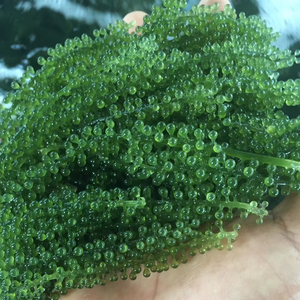 Uvas de Mar Deshidratadas Naturales de Vietnam, Suministro a Granel, Algas Verdes Secas para Ensaladas, Sushi y Catering - Product Image 1