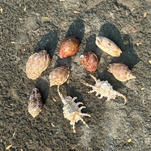 Seashell Handicraft handmade <b>shell</b> material for wall hanging decor and coastal home <b>ornament</b> Vietnam supplier - Product Image 1