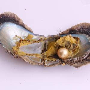 ไข่มุกน้ำจืดสีทองขนาด 12-14 มม. แบบไม่มีตำหนิ ไข่มุกเดี่ยวสำหรับงาน DIY อุปกรณ์ทำเครื่องประดับ - Product Image 1