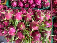 Vietnam Export Grade Drakenfruit Met Felrode Schil En Witte Vleeszoete Smaak Ideaal Voor Supermarkten En Importeurs