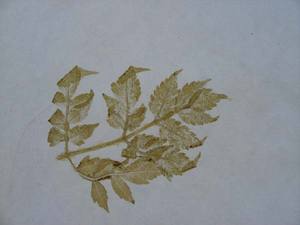 Papel de Regalo al por Mayor Antioxidante y Reciclable, Papel Artesanal sin Recubrimiento con Impresiones de Hojas Naturales, Todos los Motivos Bordados, Bordes Decorativos - Product Image 1