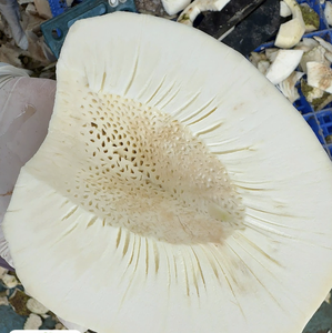 Export Frozen Breadfruit <b>Dice</b> Prepared From Fresh Harvest Breadfruit For Food Factory Processing And Kitchen Cooking Vietnam - Product Image 6