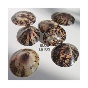 Conchas de Limpet Seleccionadas de Alta Calidad 2026 para Decoración de Mesa de Boda en la Playa, Conchas Marinas Puras, Limpias, Seguras, Accesorios Costeros Elegantes S - Product Image 1