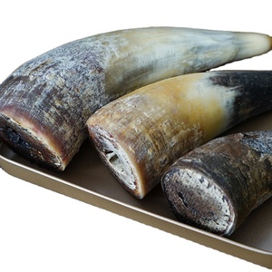 Juguete Masticable para Perros de Cuerno de Búfalo Natural, Corte Tuffie, Ecológico, Más Duradero, Premio Saludable para el Cuidado Dental de Cachorros y Perros Adultos - Product Image 6